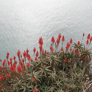 Palma Madeira Wandern Und Tauchen Apartamento
